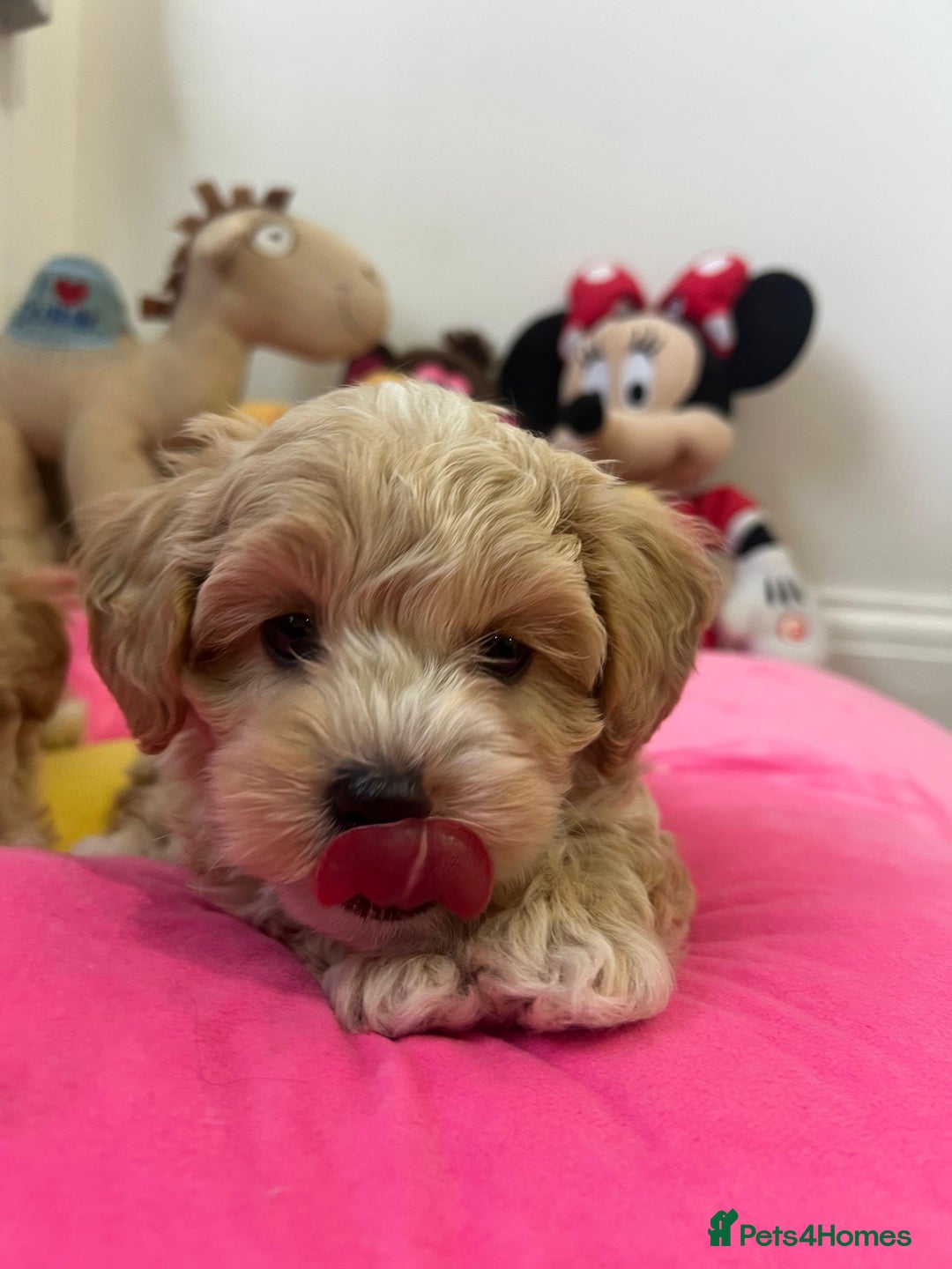 Maltipoo dogs for sale: 🩷Maltipoo F1 Babies🩵 - Image 5