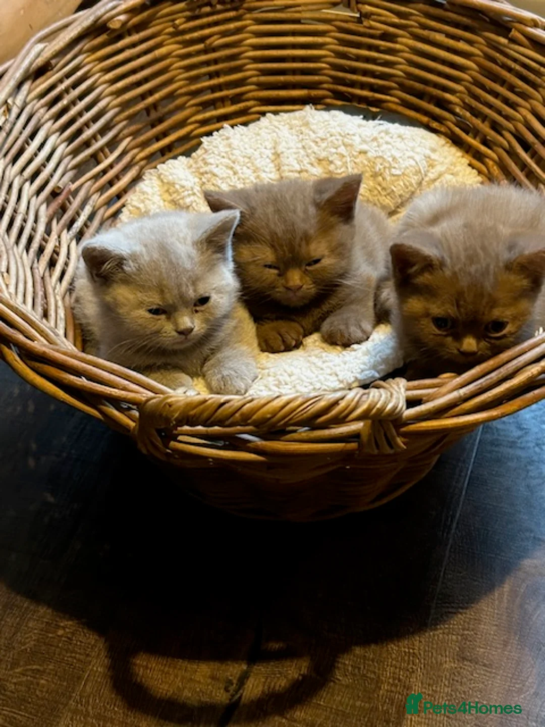 British Shorthair cats for sale: GCCF Cinnamon & Lilac BSH - Advert 15