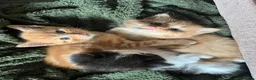 American Shorthair cats for sale: Kittens for sale - Advert 4