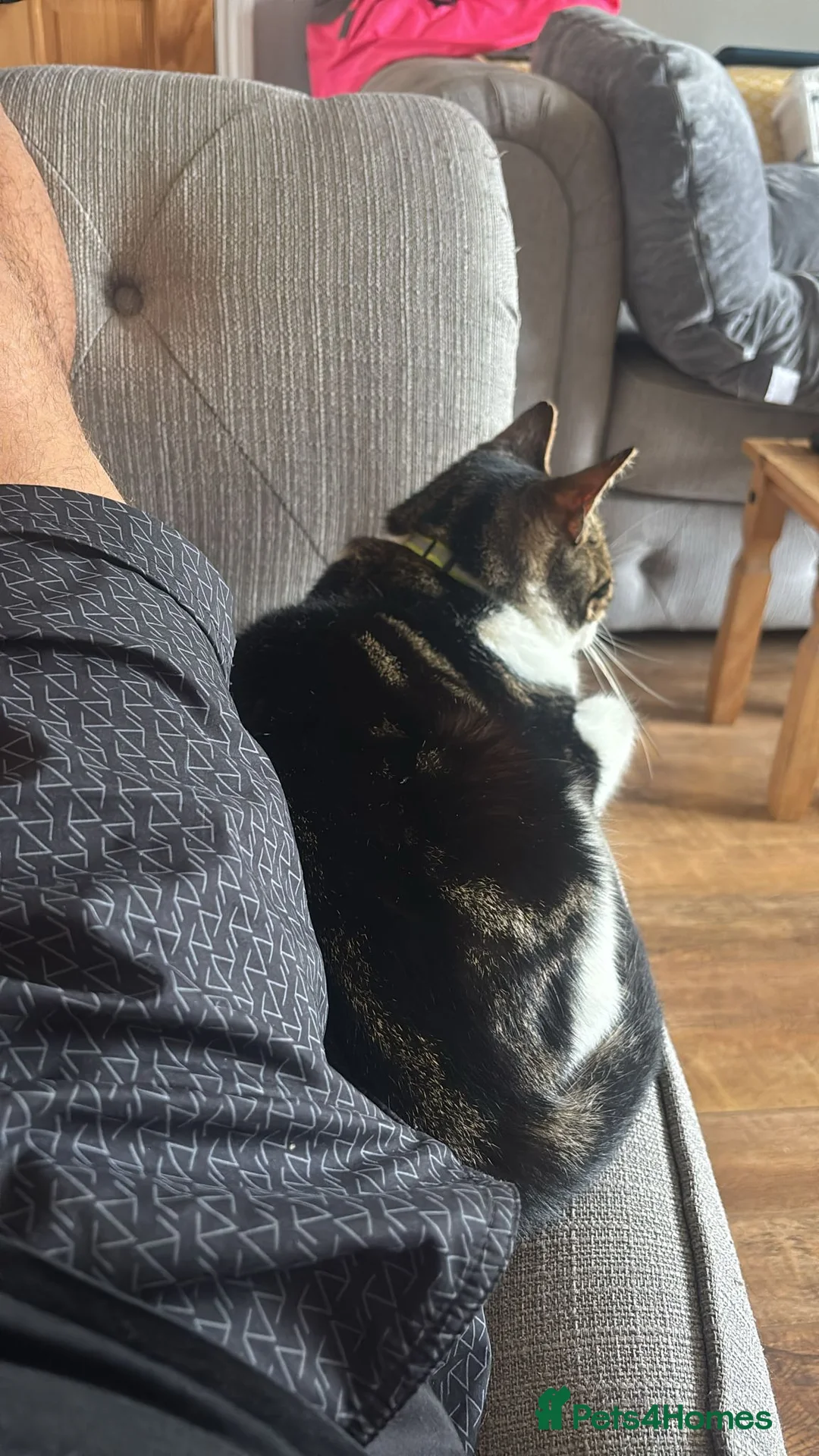 Mixed Breed cats for sale: Male Calico - Charlie - Open to Offers  - Advert 10