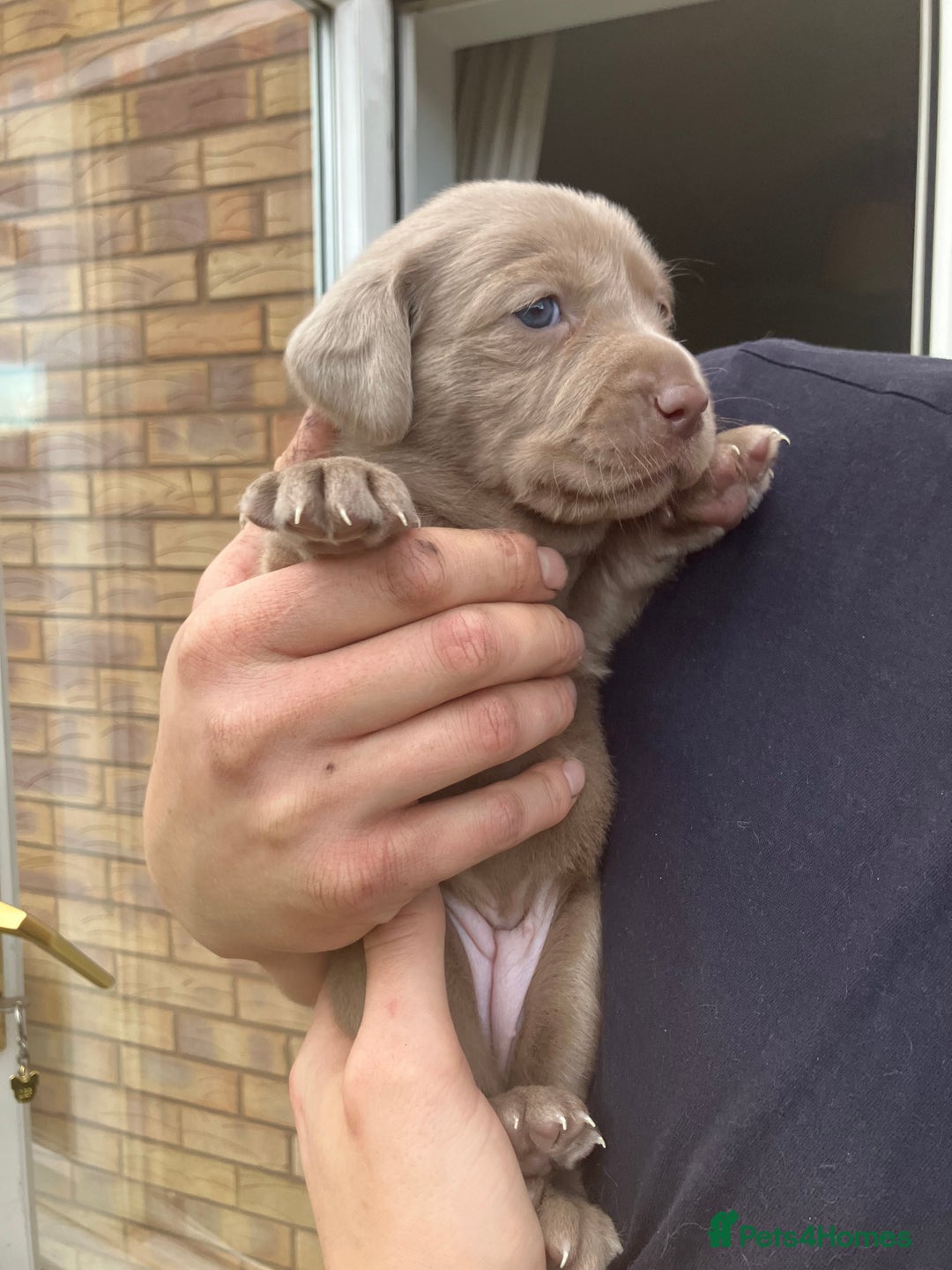 Labrador Retriever dogs for sale: Silver Labrador Puppies for sale  - Image 5