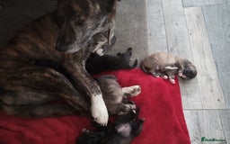 Mixed Breed dogs for sale: Pups ready now - Image 3