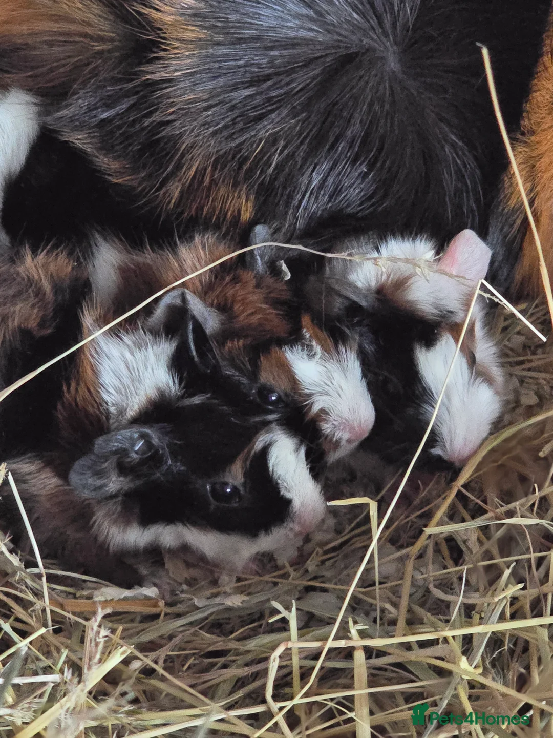 Guinea Pig rodents for sale: Abyssinian Guinea Pigs - Advert 5