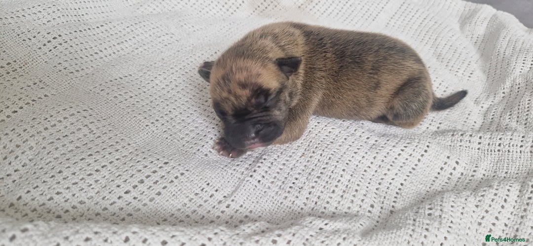 Mixed Breed dogs for sale: 8 Bully X Puppies  - Image 9