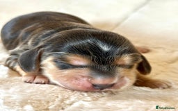 Cocker Spaniel dogs for sale: KC Reg Fully Health Tested Showline Cocker Spaniel - Image 15