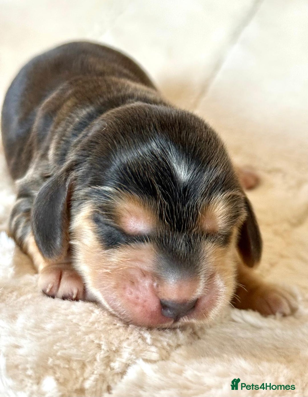 Cocker Spaniel dogs for sale: KC Reg Fully Health Tested Showline Cocker Spaniel - Image 15