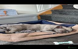 French Bulldog dogs for sale: Female French bull dog - Image 2