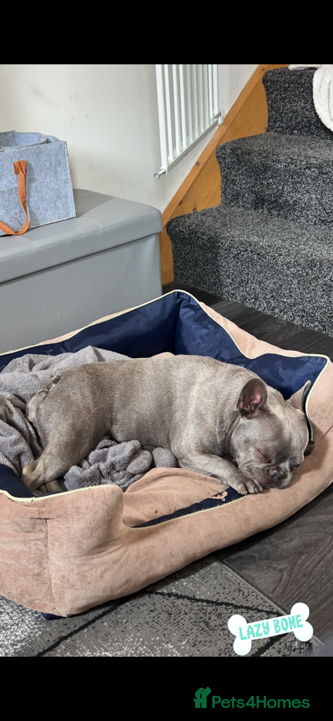 French Bulldog dogs for sale: Female French bull dog - Image 2