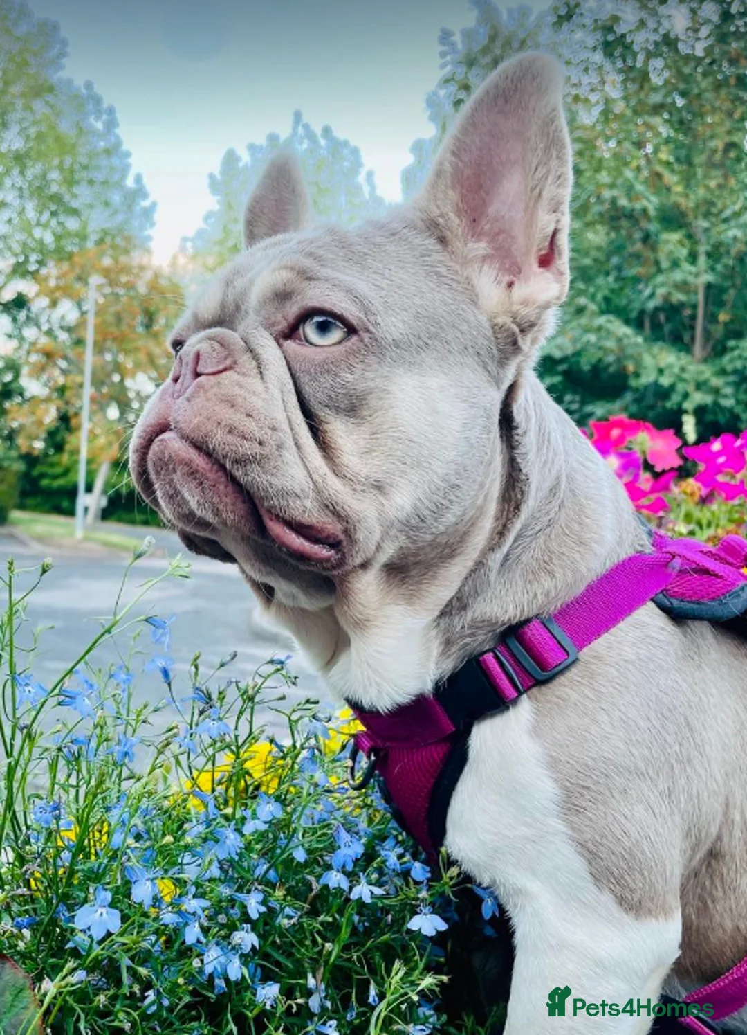 French Bulldog dogs for stud: ⭐️KCREG 4 PANEL CLEAR NEW SHADE ISABELLA PIED STUD in Gunnislake - Advert 8