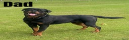 Rottweiler dogs for sale: 🐾 Beautiful Rottweiler Puppies - Advert 5