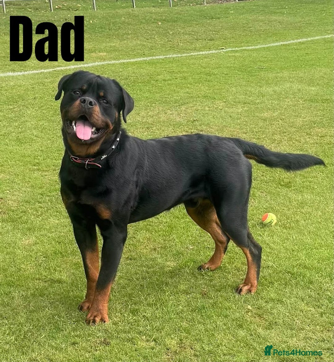 Rottweiler dogs for sale: 🐾 Beautiful Rottweiler Puppies - Advert 5