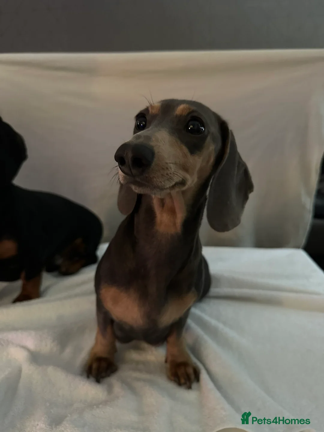 Dachshund dogs for sale: 2 beautiful dachshund  - Advert 5