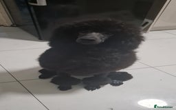 Standard Poodle dogs for sale: Standard poodles - Image 5