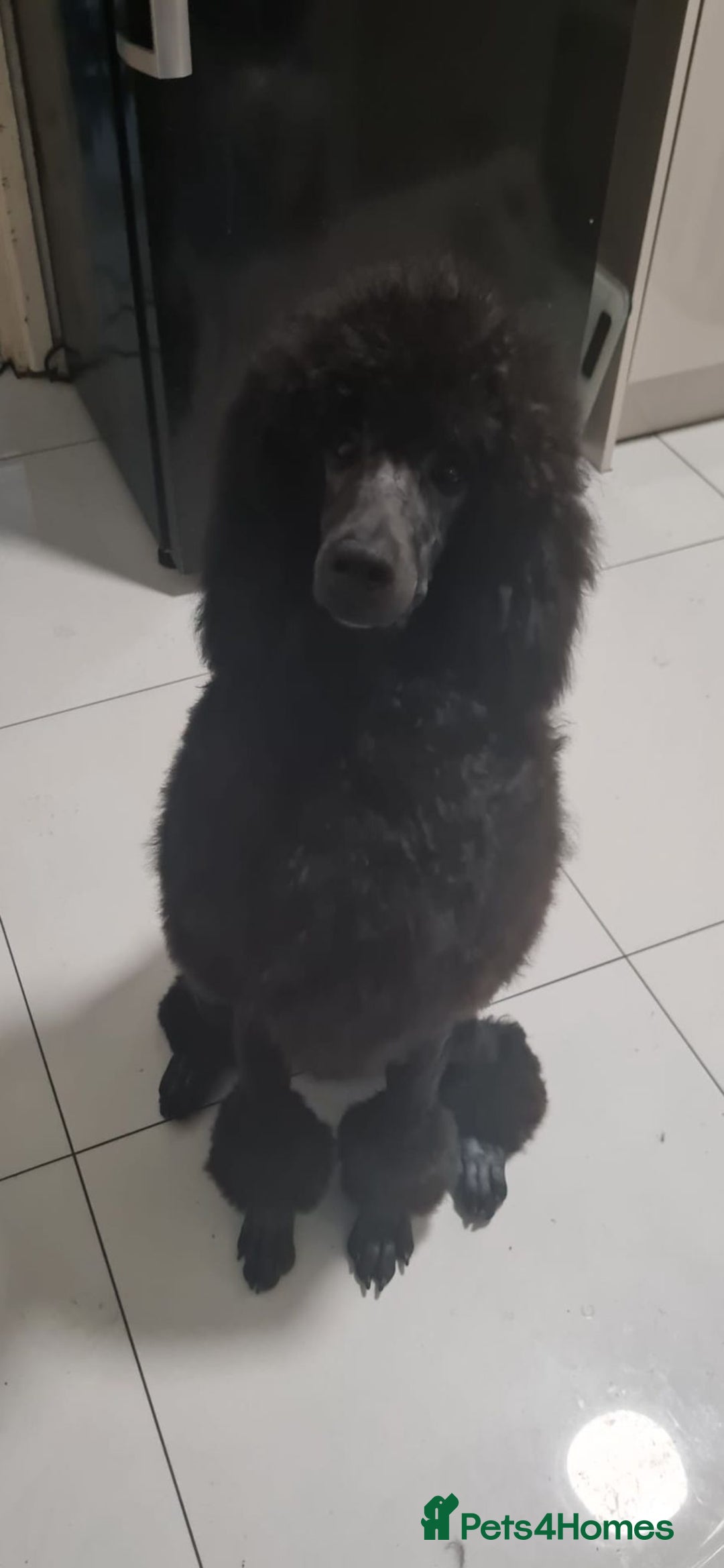 Standard Poodle dogs for sale: Standard poodles - Image 5