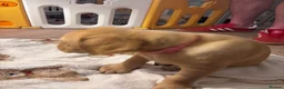 Goldador dogs for sale: Goldador with a dash of dalmation  - Advert 4