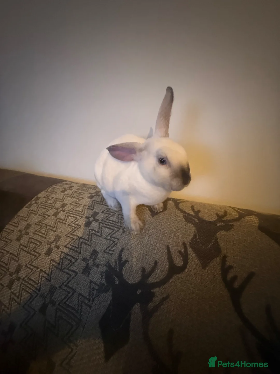 Rex rabbits for sale: Lianne - Advert 4