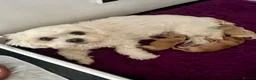 Maltipoo dogs for sale: Maltipoo Pups  - Advert 2