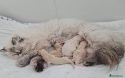 Persian cats for sale: Persian Kittens - Image 30