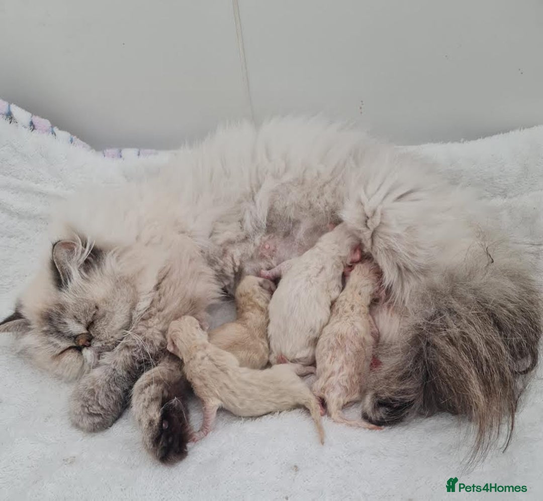 Persian cats for sale: Persian Kittens - Image 30