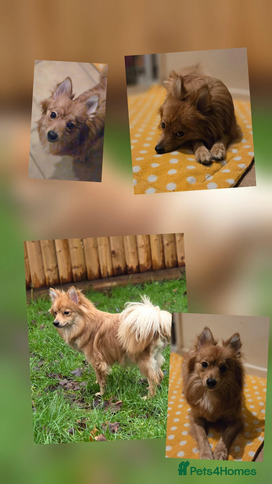 Mixed Breed dogs for adoption: Beautiful Dog now her time to live her best life in Stroud - Advert 5