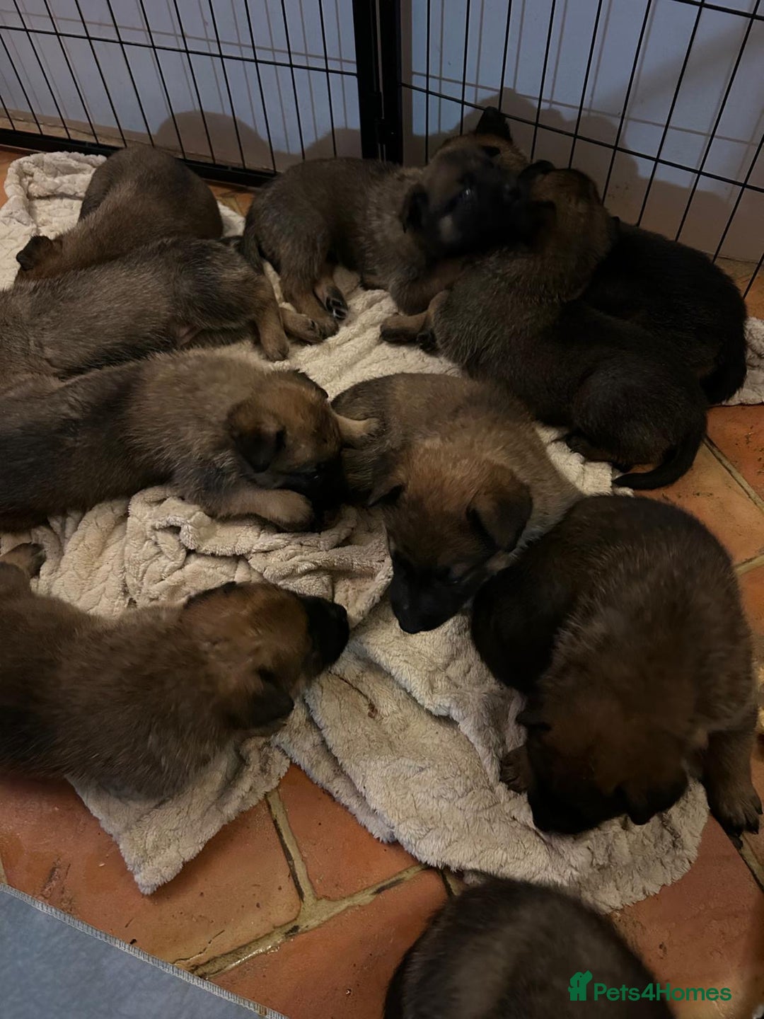 Mixed Breed dogs for sale: Stunning Belgium malinois  - Image 5