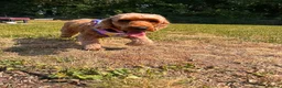 Poodle dogs for adoption: Luna  - Advert 7