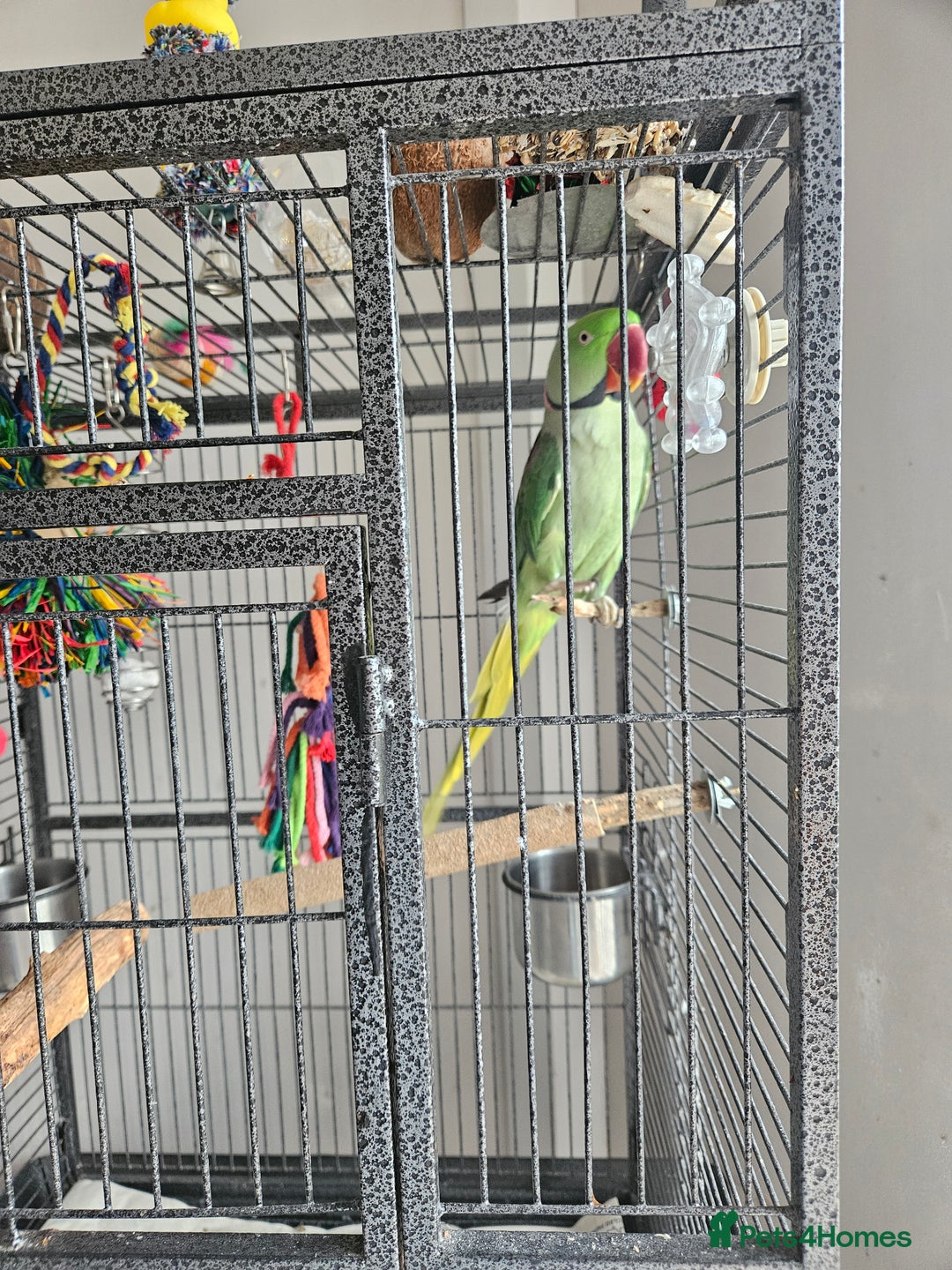 Parakeets birds for sale: Echo the alexandrine  - Image 8