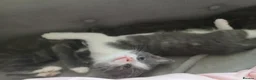 Mixed Breed cats for sale: 3 grey and white kittens  - Advert 3