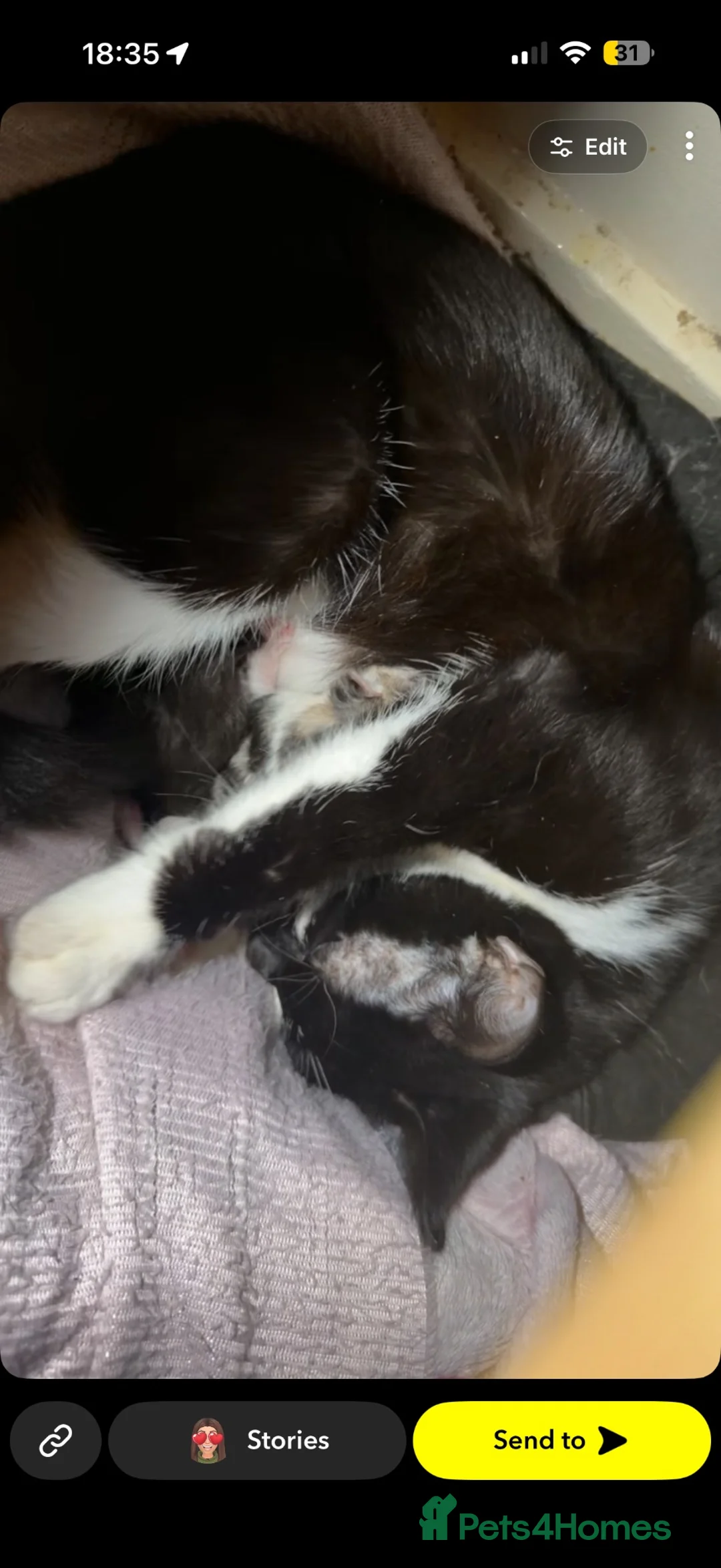 Mixed Breed cats for sale: Cats for sale  - Advert 2