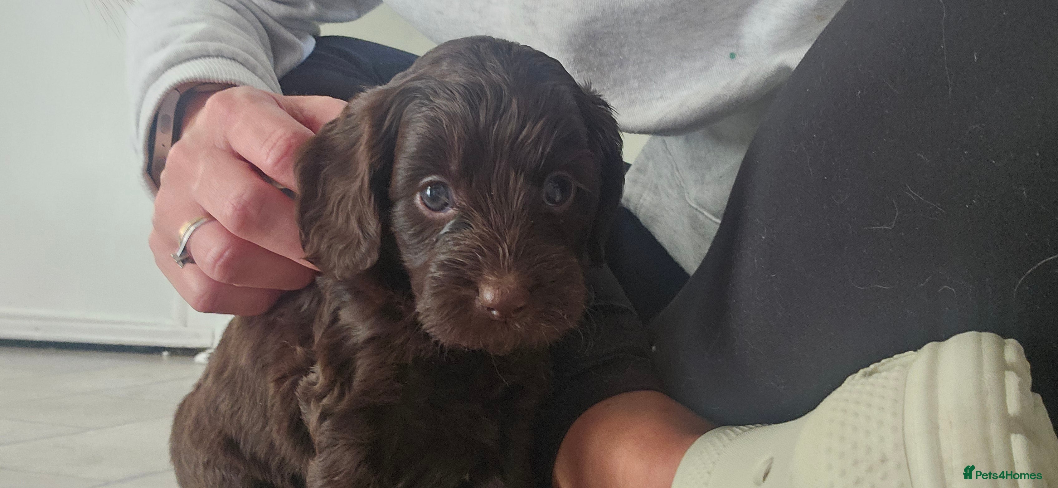 Cockapoo dogs Beautiful Litter of Stunning Cockerpoo Puppies - Advert 2