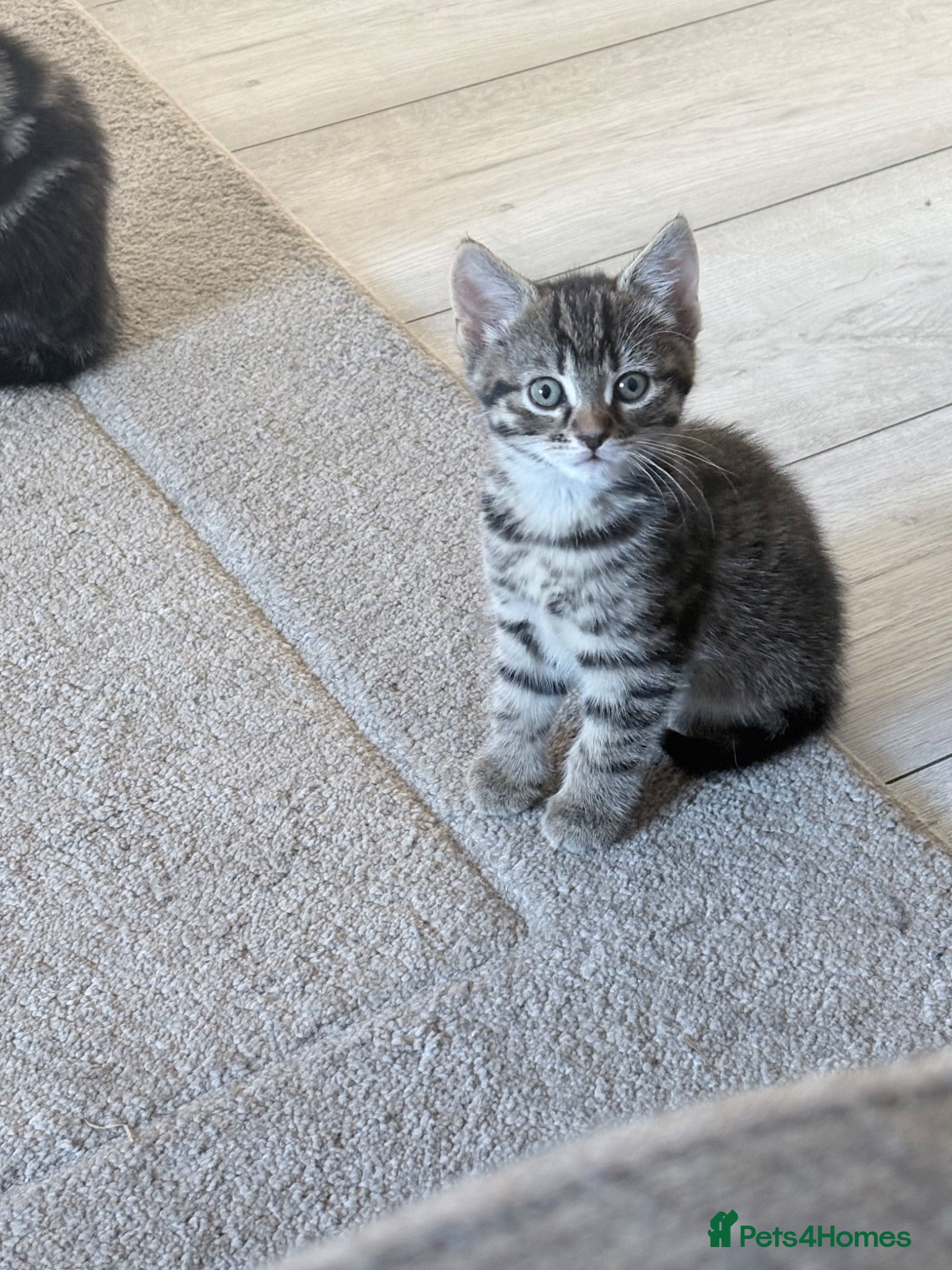 Mixed Breed cats 2 little boy kittens ready to be homed - Advert 1