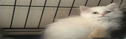 Munchkin cats for sale: Full Pedigree Munchkin Kittens - Advert 18