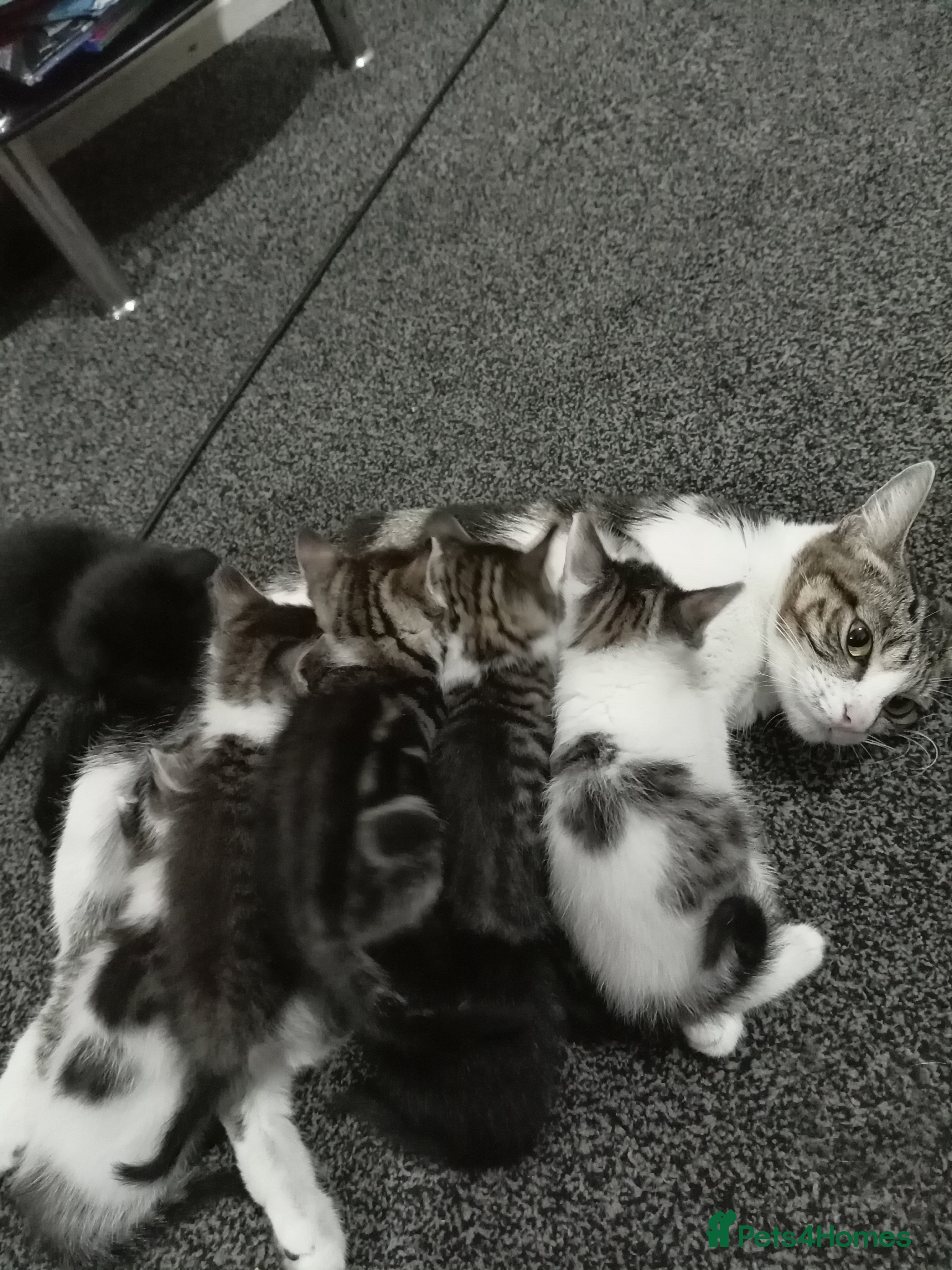 British Shorthair cats Cute kittens looking for forever homes  - Advert 2