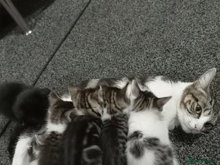 British Shorthair cats Cute kittens looking for forever homes - Advert 1