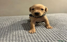 Labrador Retriever dogs for sale: Kc registered working labradors  - Image 8