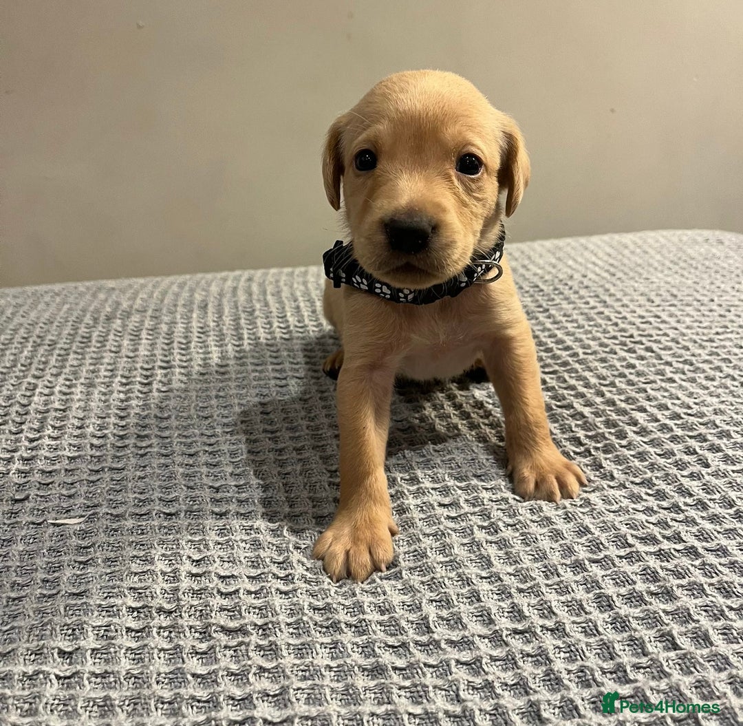 Labrador Retriever dogs for sale: Kc registered working labradors  - Image 8