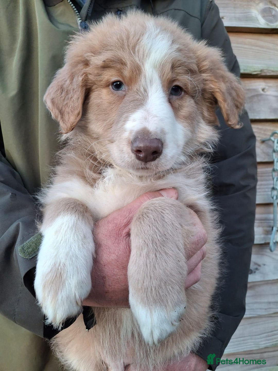 Border Collie dogs for sale: Rare sable merle long coat collie puppies  - Advert 10