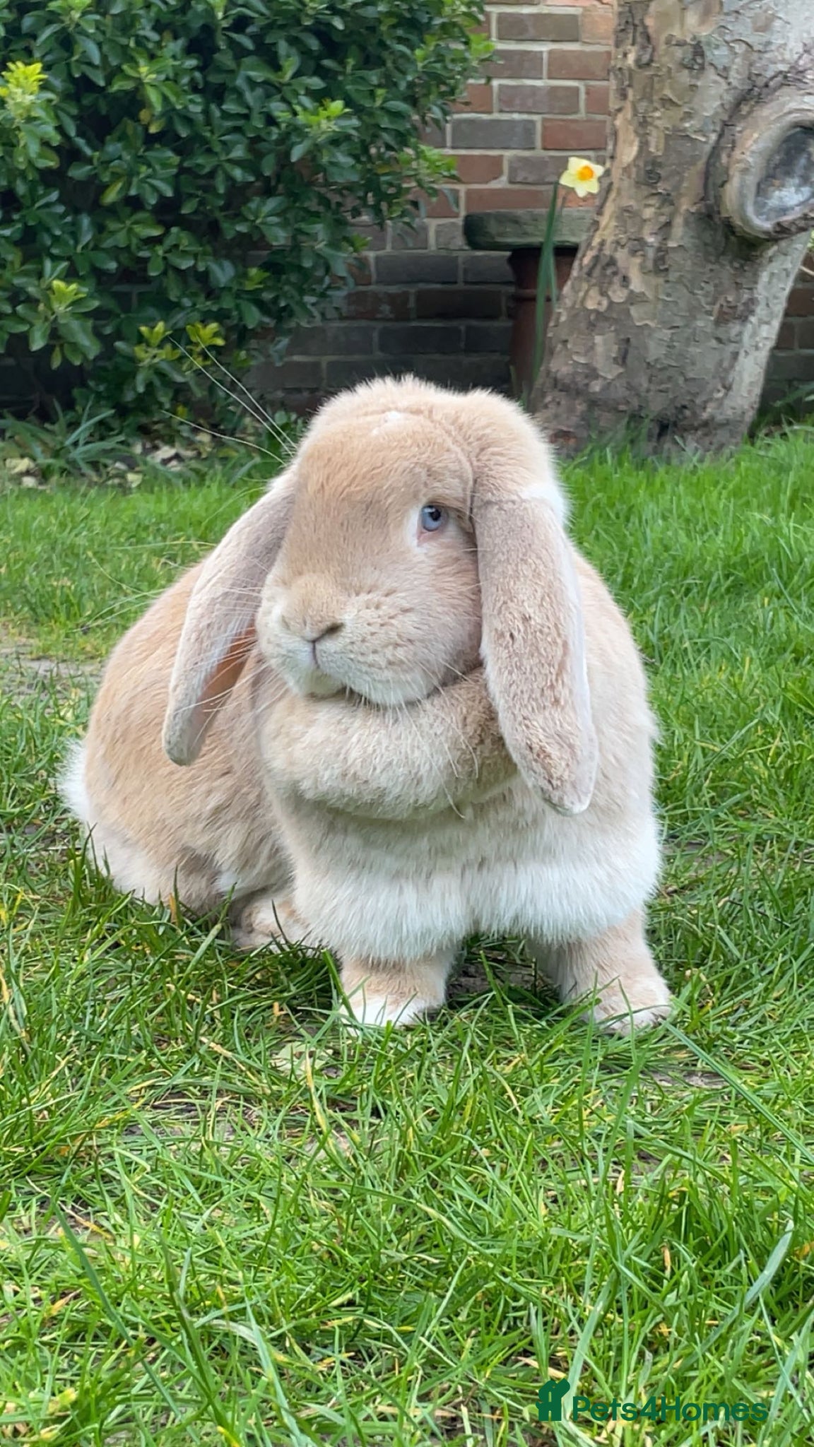 French Lop rabbits French Lop Pair - Advert 8