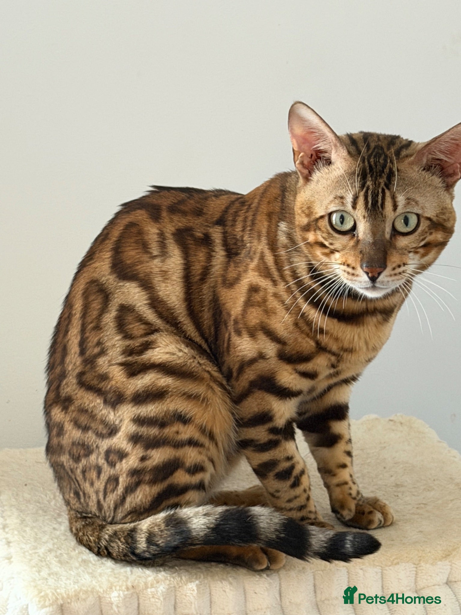 Bengal cats Absolutely stunning Bengal cat  - Advert 3
