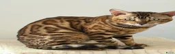 Bengal cats for sale: Absolutely stunning Bengal cat  - Advert 8