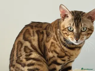 Bengal cats Absolutely stunning Bengal cat - Advert 3