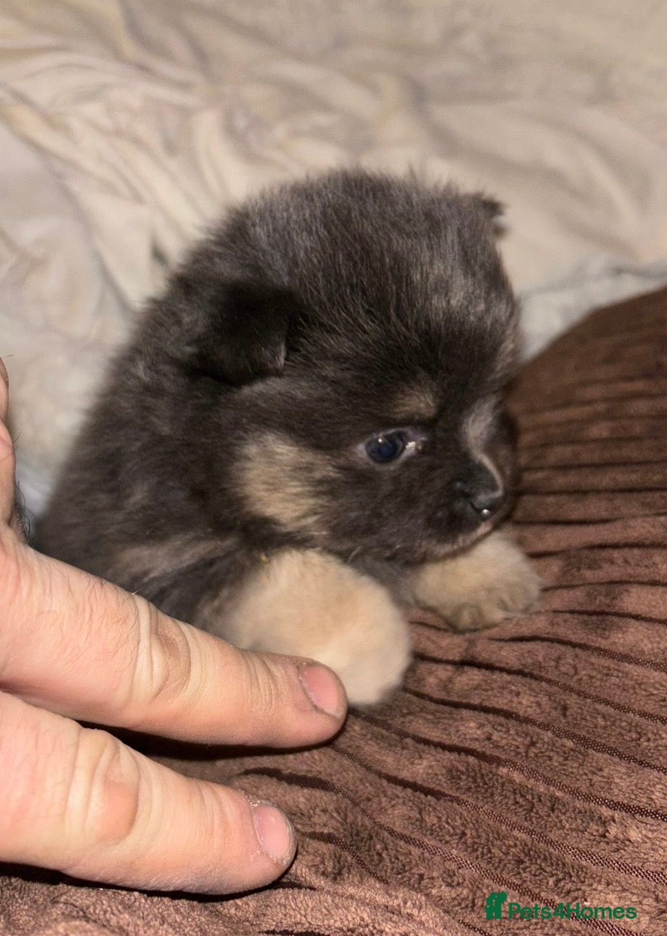 Pomeranian dogs Rare KC Lilac, Blue and Blue Sable Pups!  - Advert 5