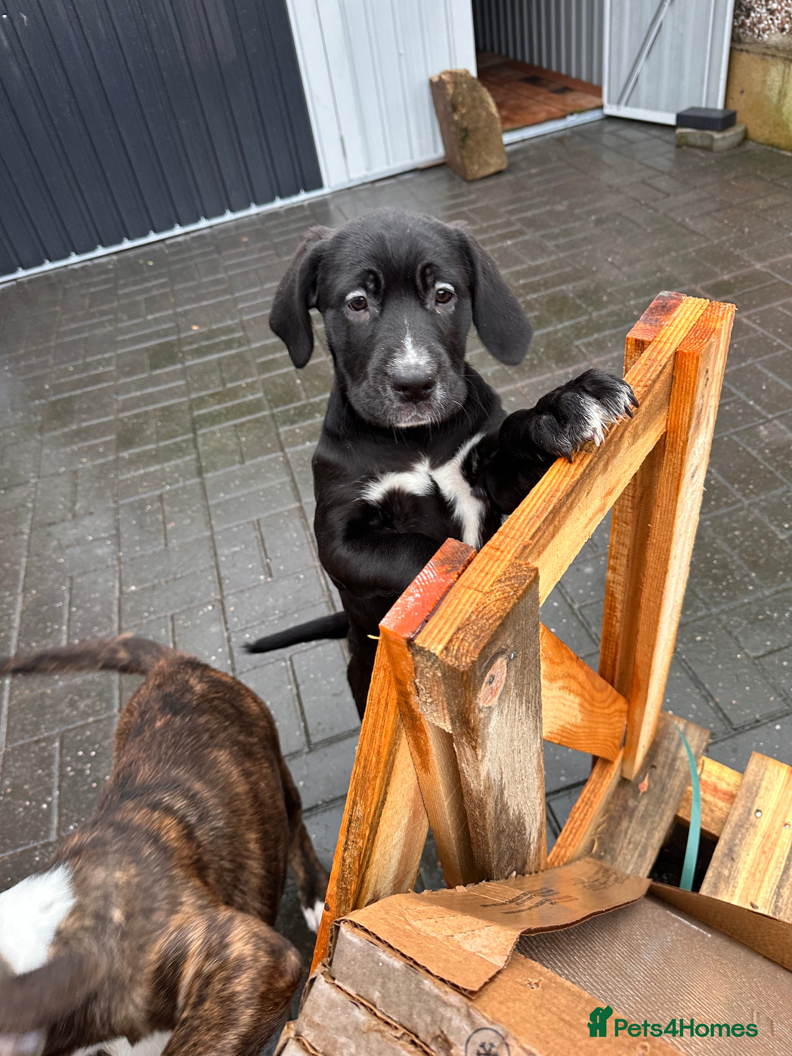 Mixed Breed dogs 🖤🤎2 🤎🖤Labrador-Cane Corso Puppies  - Advert 2