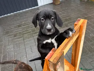 Mixed Breed dogs 🖤🤎2 🤎🖤Labrador-Cane Corso Puppies - Advert 1