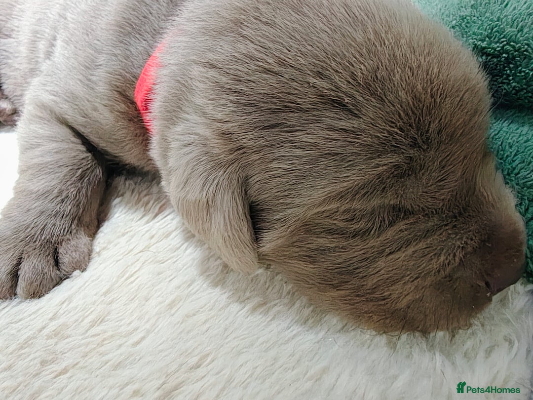 Labrador Retriever dogs for sale: Silver Labrador puppies  - Advert 4