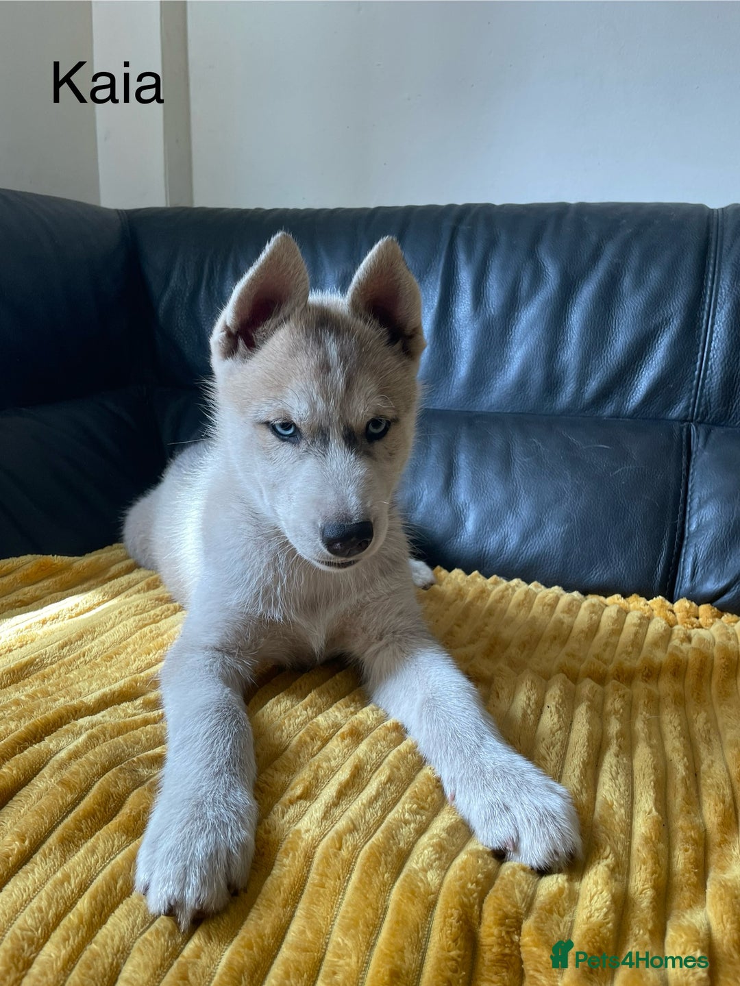 Siberian Husky dogs for sale: Siberian Husky puppies ❤️ - Image 12