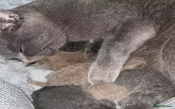 British Shorthair cats for sale: beautiful British shorthair Kittens  - Image 6