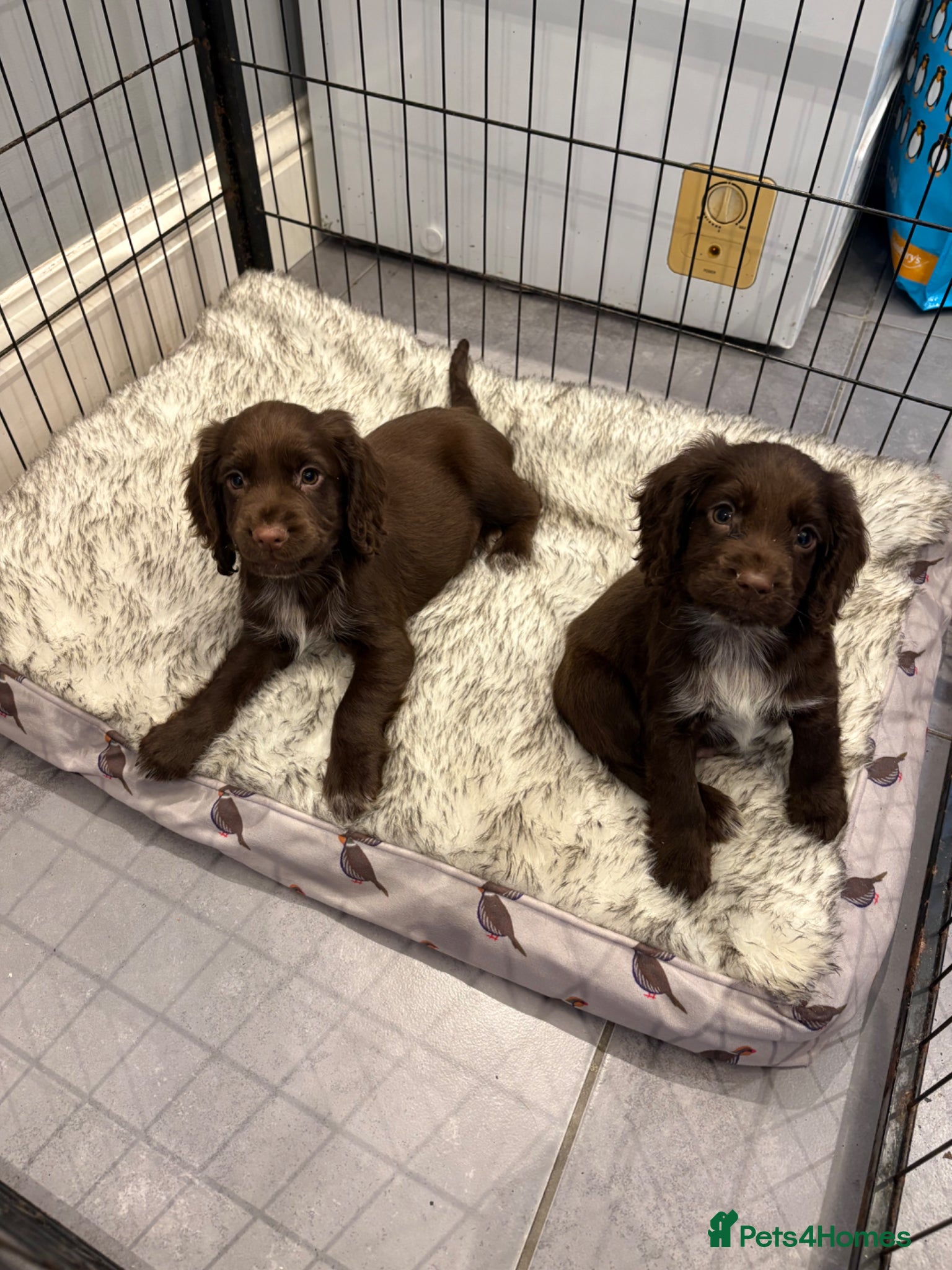 Cocker Spaniel dogs Working cocker spaniels  - Advert 1