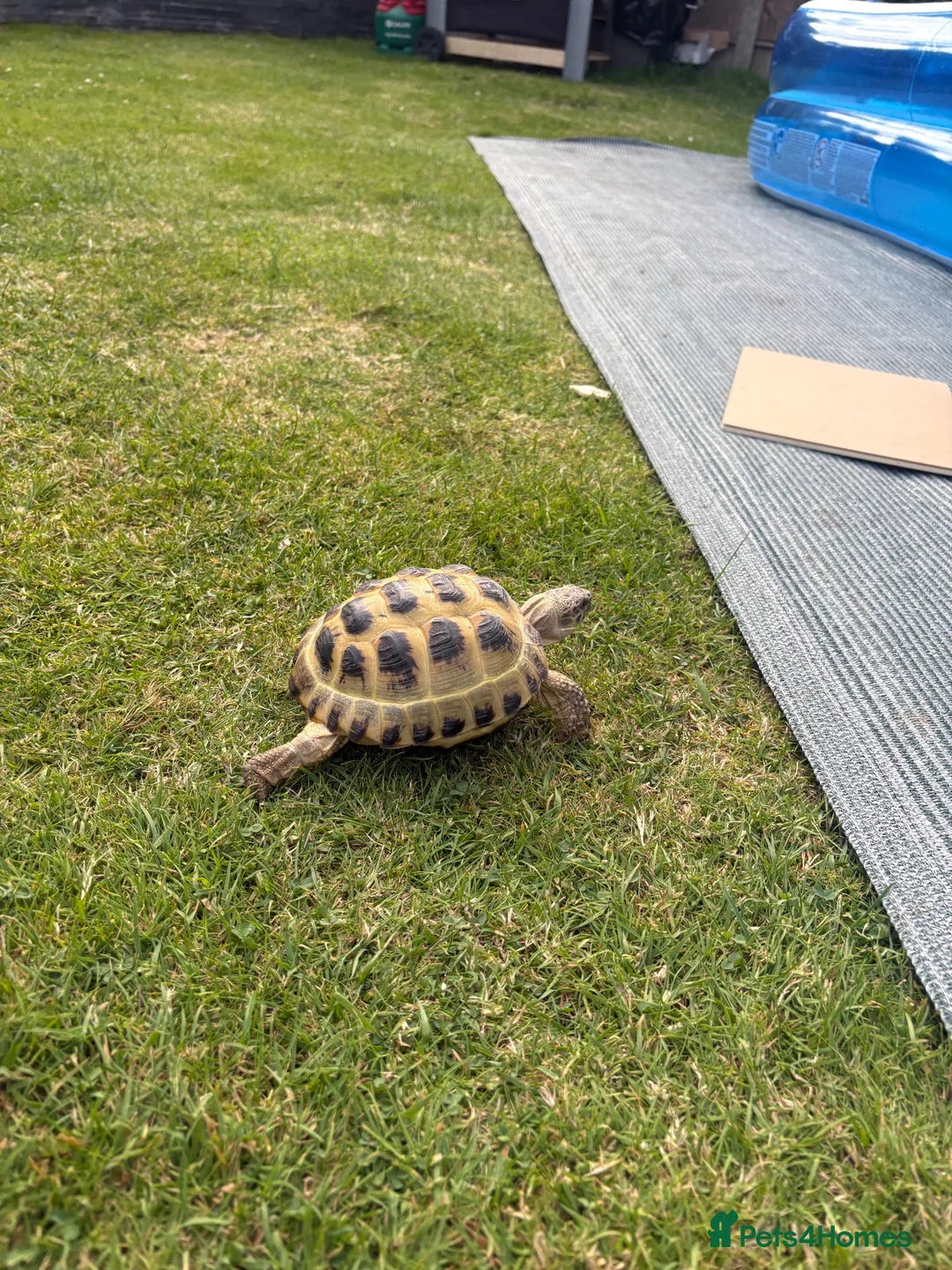 Tortoise reptiles for sale: Tortoise in Camberley - Advert 2