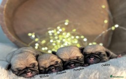 Pug dogs for sale: Kc Registered pedigree pug puppies  - Image 5